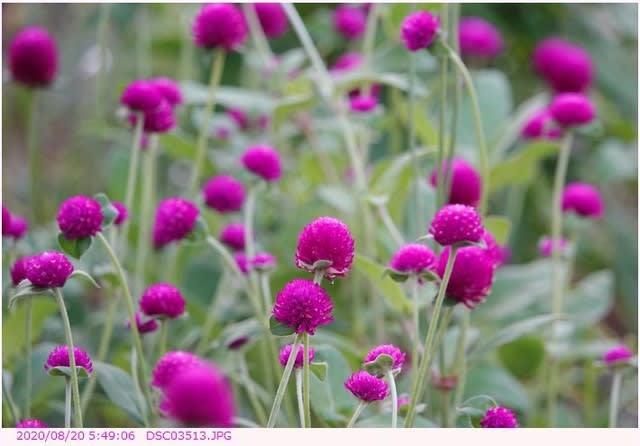 誕生日の花 ８月２０日 センニチコウ 千日紅 都内散歩 散歩と写真