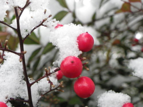 ナンテン（南天）の赤い実と雪