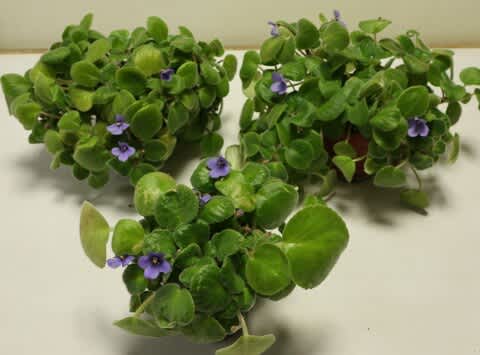 ストレプトカーパス セントポーリア のブログ記事一覧 クレマチスとベルと花々