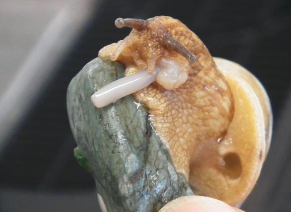 カタツムリの産卵を目撃 多摩川自然情報館解説員ブログ