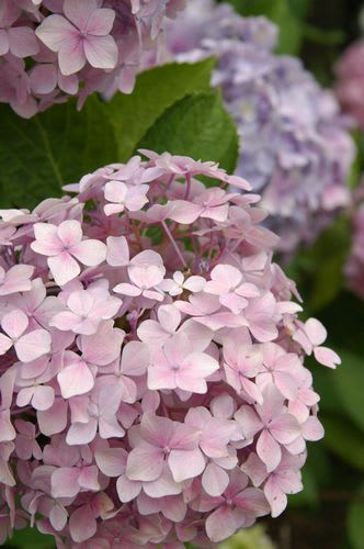 hydrangea11.jpg: アジサイ