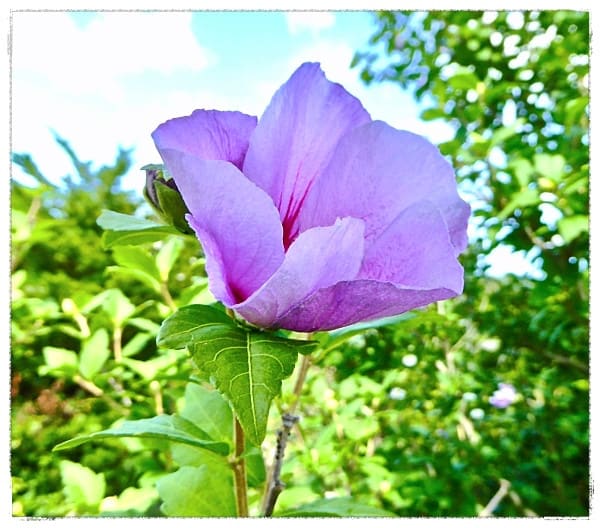 草むらでひっそりと咲くムクゲの花