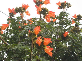 オレンジの花木 ベトナムdalatの花と緑
