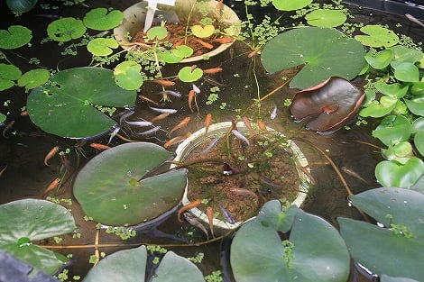 道の駅 足湯と睡蓮 そしてメダカの世話 メダカ飼育 始めました