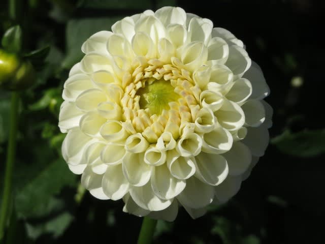 白一色のすがすがしいダリア ホワイトミルフィーユ ダリア シリーズ32 野の花 庭の花
