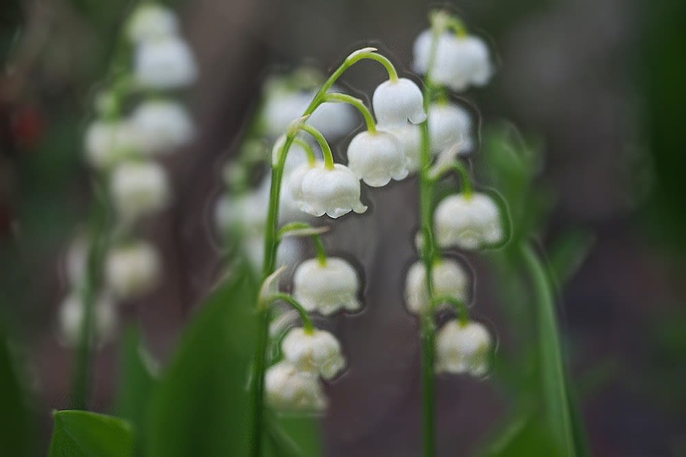 ５月の白い花 ４種類 19 へそまがり姫 あっちこっち
