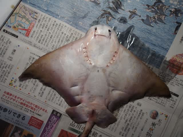 トビエイ いぞらど Isolado 魚骨日誌