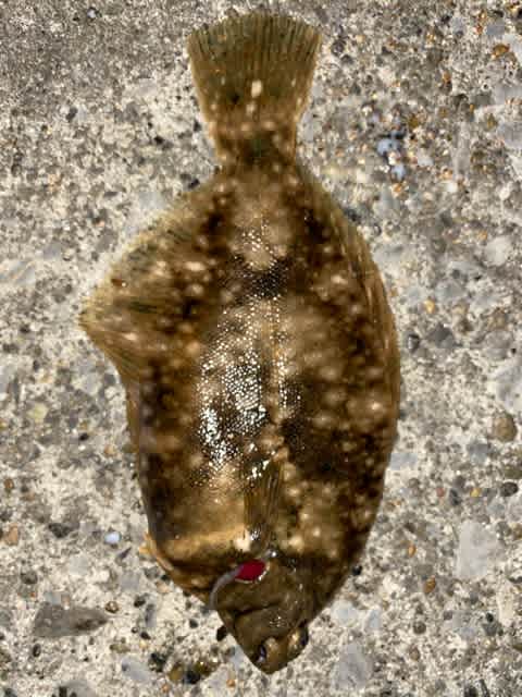 21年 1月5日 9日 カレイ釣り 顔と頭しか取り柄がないダメ人間の釣りブログ 21年 1月5日 9日 カレイ釣り 顔と頭しか取り柄がないダメ人間の釣りブログ