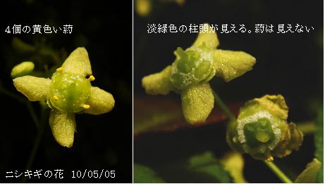 ニシキギの花 両性花か雌雄異花か 里山コスモスブログ