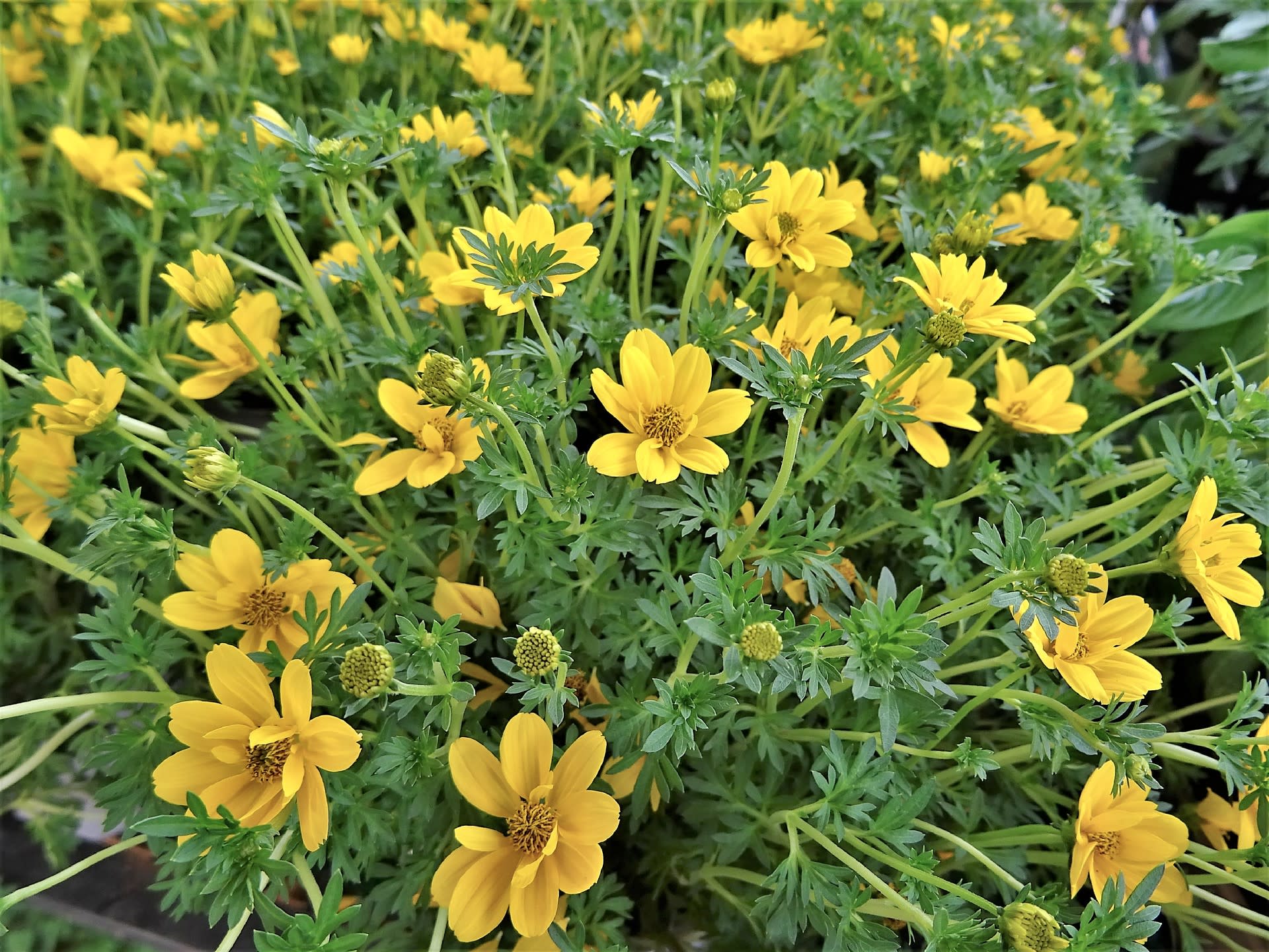 ビデンス お花や日々の出来事を