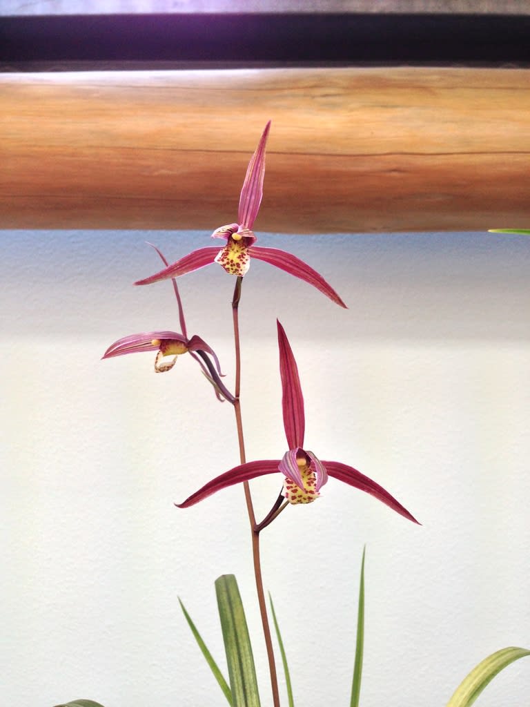 紀州寒蘭銘品『紅鷲』成木2条　寒蘭　春蘭　東洋蘭 ☆寒蘭「天鷲」命名株・最上木・紀州寒蘭の代表花、濃い紅花の