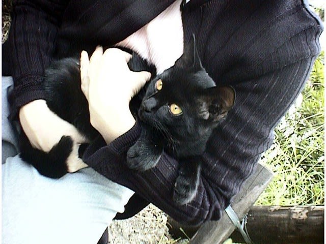 餌やりさん 猫は必ず捕獲 手術をして下さい Npo法人 湘南鎌倉猫ほっとさぽーと 活動ブログ