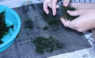 超特大モスマット リセット完了 海老馬鹿一代記 レッドビーシュリンプ ビーシュリンプ