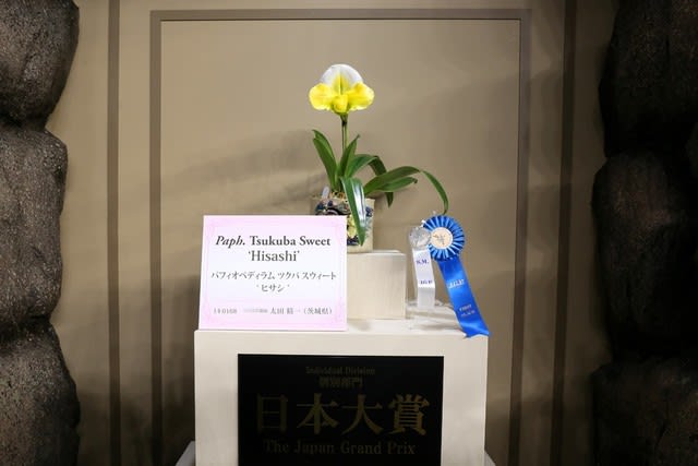 世界らん展2020「日本大賞」受賞作：パフィオペディラム ツクバ