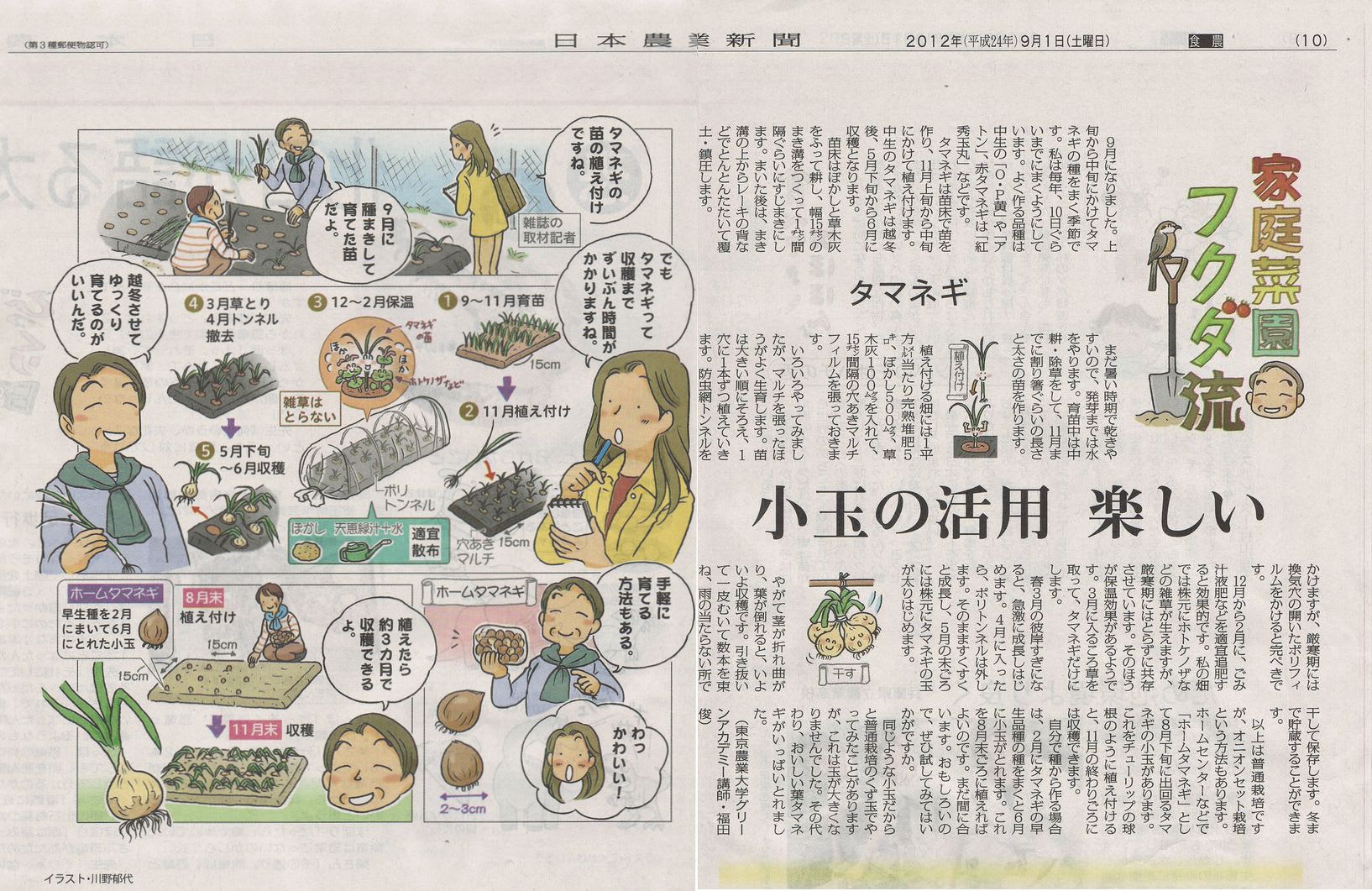 ホーム玉葱 種からの栽培法が分かった 試行錯誤の家庭菜園 ホーム玉葱 種からの栽培法が分かった 試行錯誤の家庭菜園