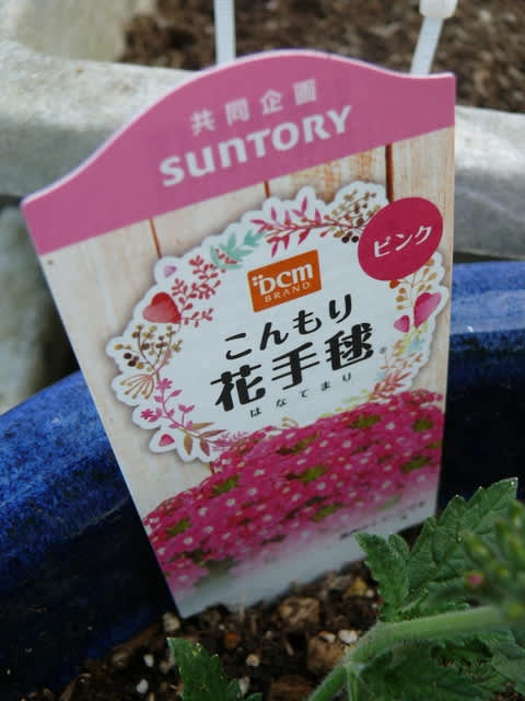 我が家のハナデマリ 花手毬 19年4月日 土 Peaの植物図鑑 我が家のハナデマリ 花手毬 19年4月日 土 Peaの植物図鑑