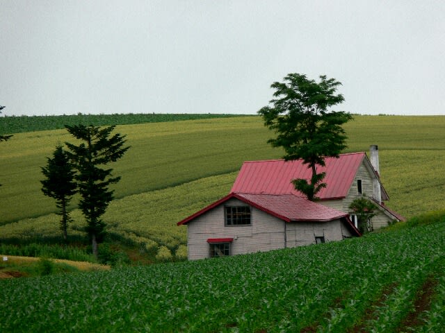 美瑛の丘－赤い屋根の家