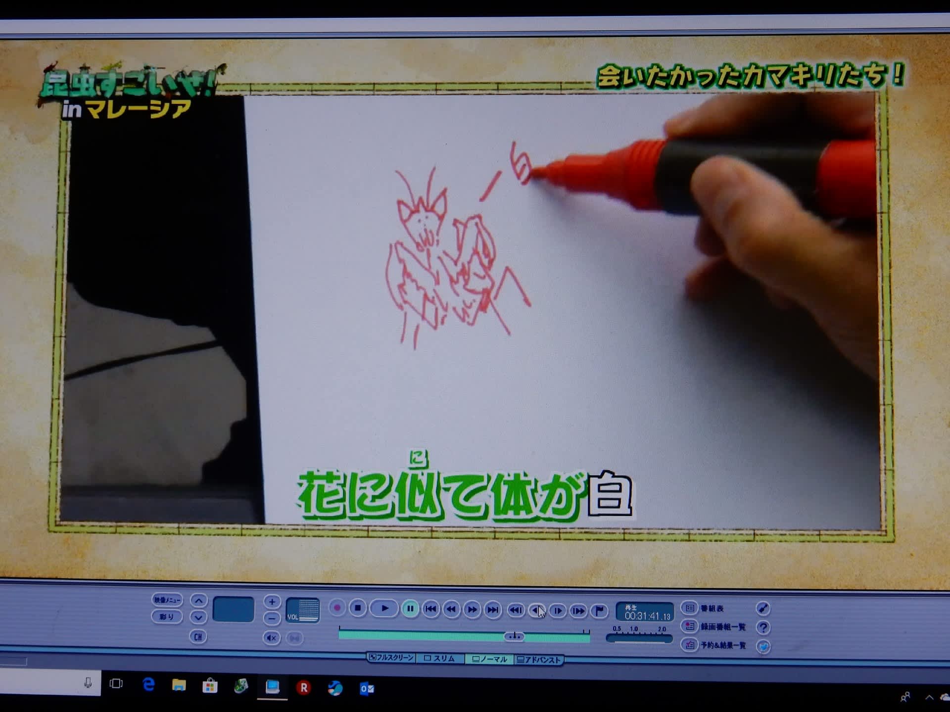 昆虫すごいぜ 特別編 カマキリ先生 マレーシアへ行く ヒシムネ マルムネカレハカマキリをゲットせよ Konasukeの部屋 昆虫すごいぜ 特別編 カマキリ先生 マレーシアへ行く ヒシムネ マルムネカレハカマキリをゲットせよ Konasukeの部屋