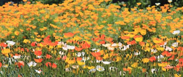 離弁花 りべんか ってどんな花 今さら聞けな い 花や植物の話 花と写真に興味 わからない 教えて