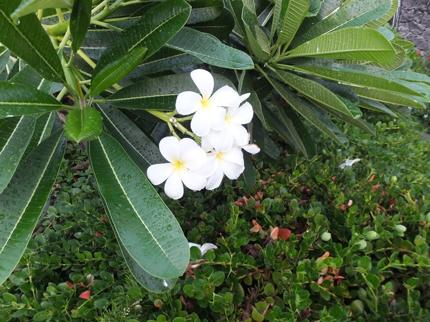 ウィンダム マウナ ロア ヴィレッジ 花がいっぱい また行きたいな ハワイ島
