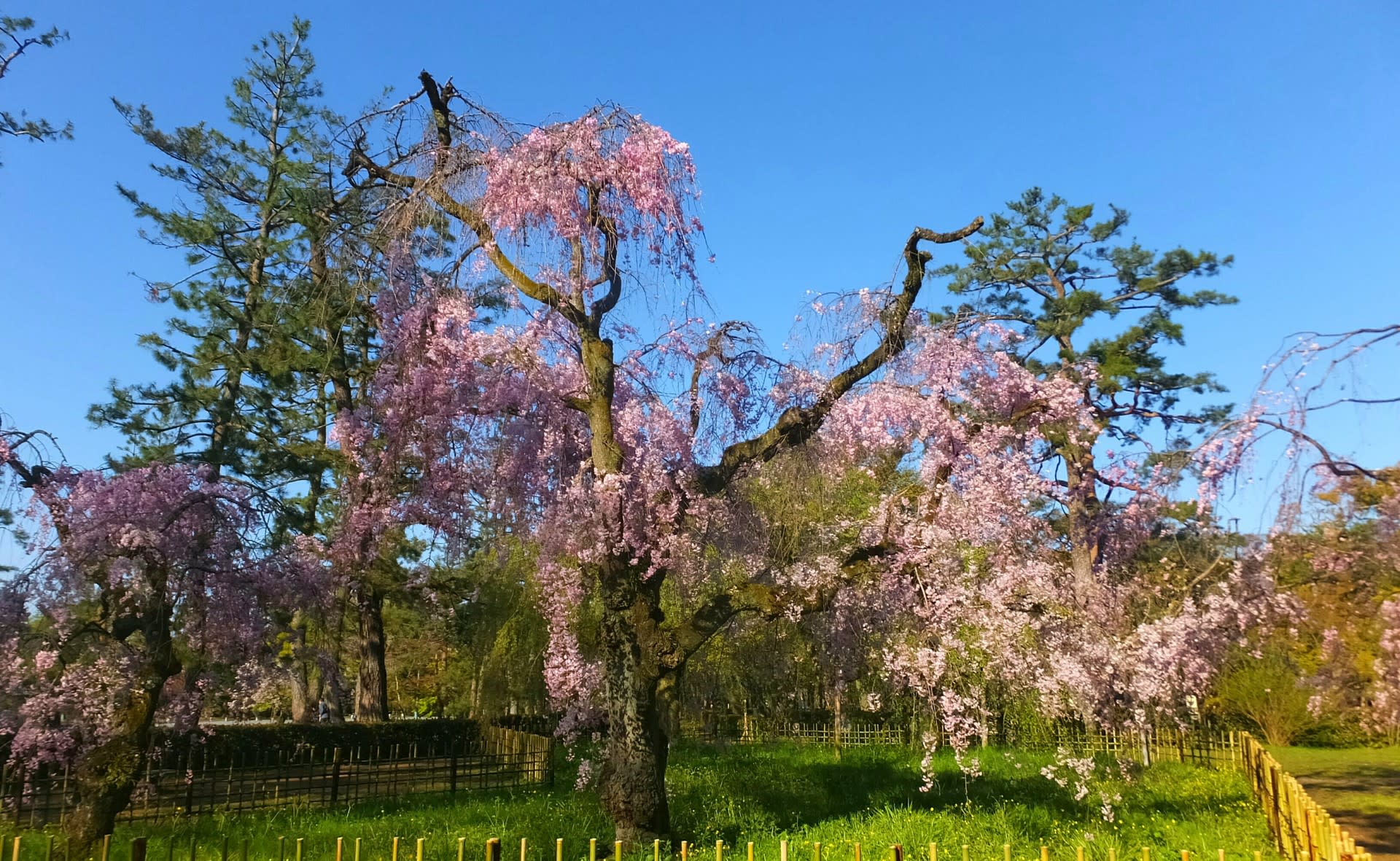 京都御苑近衛跡の八重紅しだれ桜と出水の里桜 京都で定年後生活
