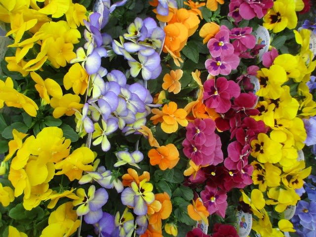 よく咲くスミレ苗 パンジー苗 ガーデンシクラメン苗を入荷致しました 花壇用 神奈川県 茅ケ崎市の花屋 さんこう生花店 のgooブログ