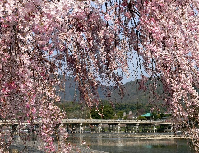 ひときわ華やかな枝垂れ桜に遭遇。枝の間から渡月橋が見える