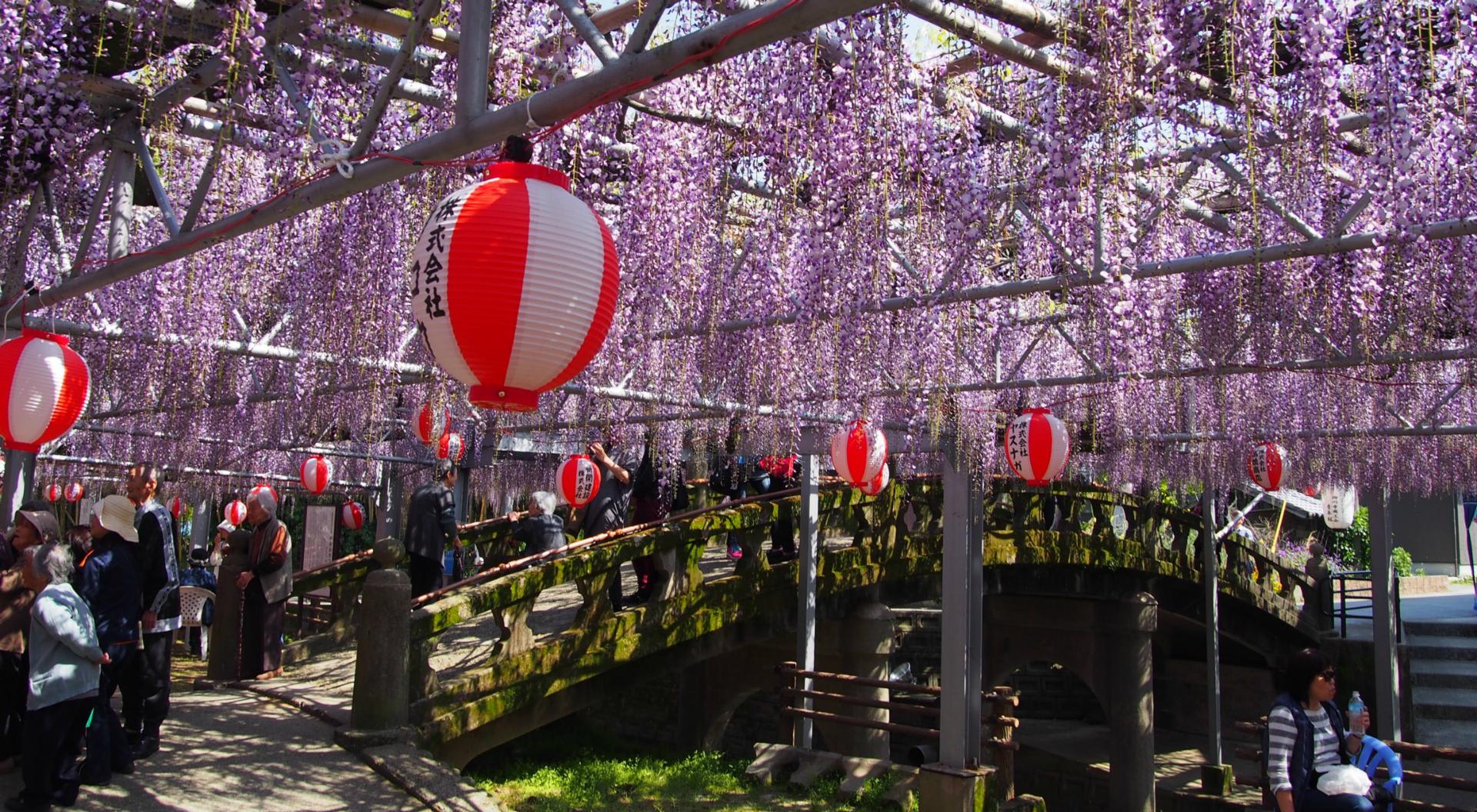 中山の大藤まつりに行って来ました 田園都市の風景から