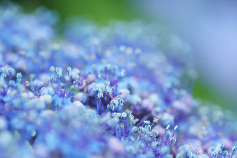 我が家の7月の花 1 紫陽花と雨のしずく 紫陽花 コンペイトウ 城ヶ崎を切り花に 金沢から発信のブログ 風景と花と鳥など