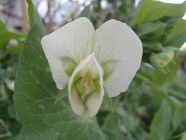 人面花 エンドウの花 行縢探検倶楽部２