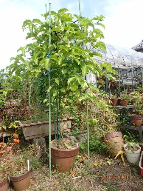 パッションフルーツの冬越し対策と吊るし柿作りは何時から始める 園芸大好きｓａｋｋｏの記録