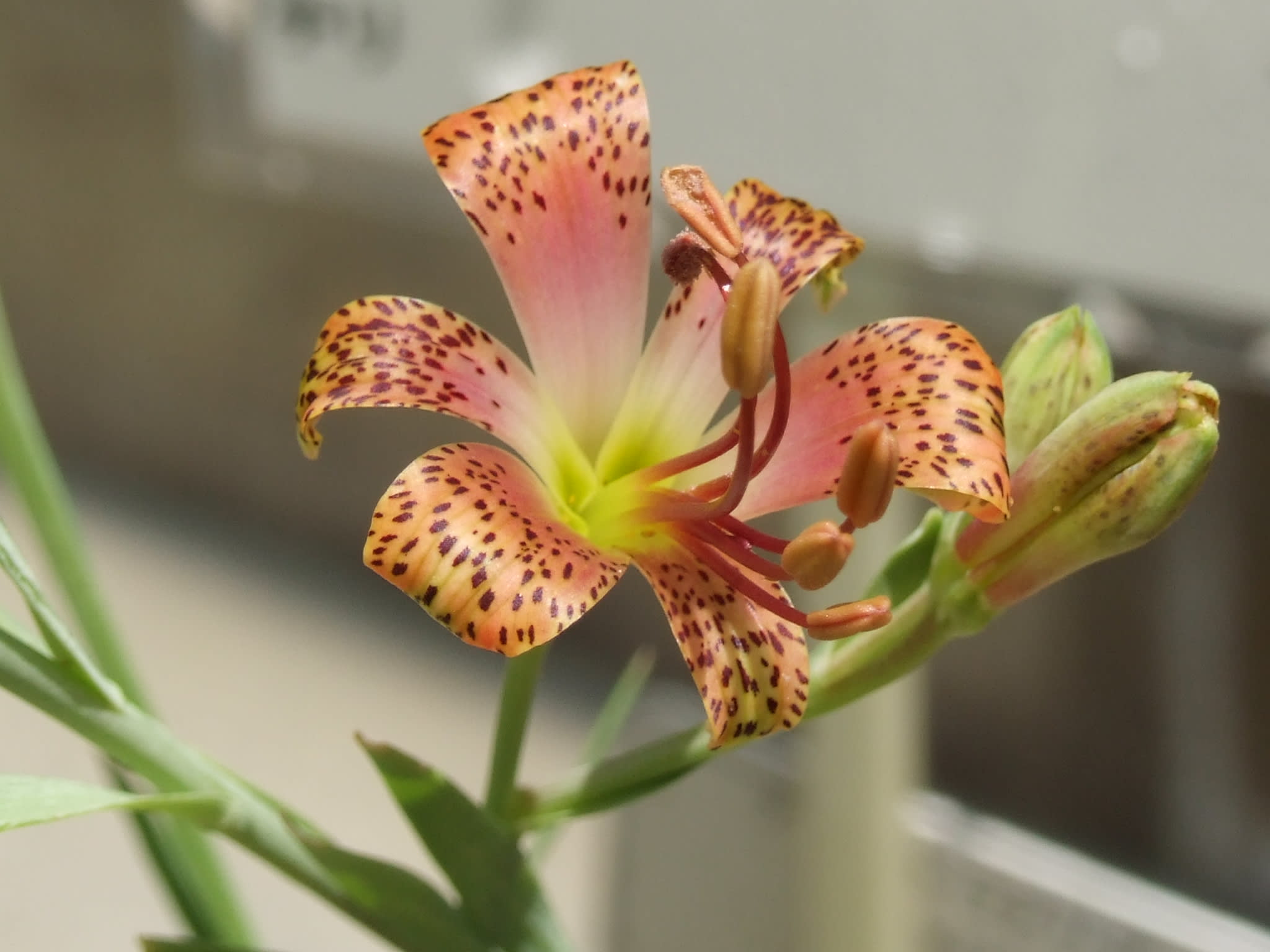 アリストロエメリア アリストロメリア 季節の花 アリストロエメリア アリストロメリア 季節の花