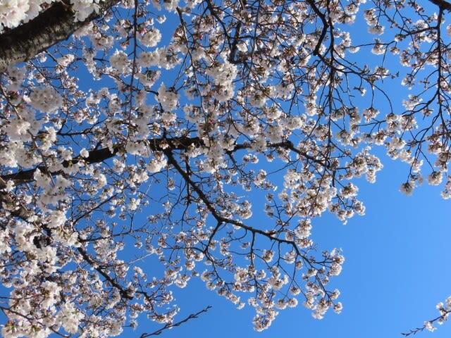 女鳥羽川（めとばがわ）の桜　長野県　松本市