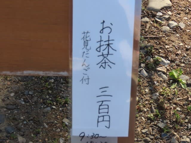 安養寺のシダレザクラ（枝垂桜）　長野県　松本市