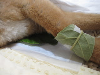 愛犬介護日記 ビワの葉湿布お試し中 大好きがいっぱい