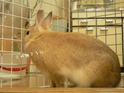 夜中の足ダン ウサギのまつ毛鳥の声 夜中の足ダン ウサギのまつ毛鳥の声