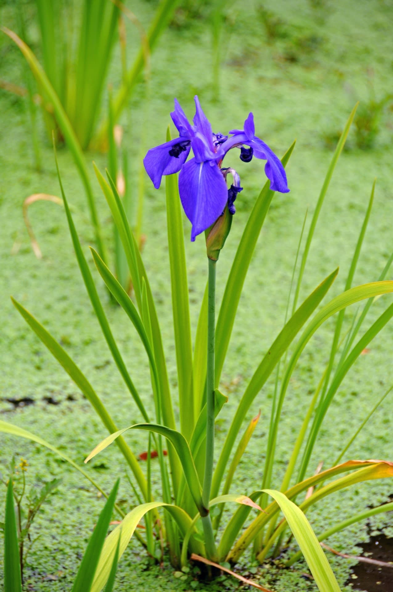 カキツバタ！の画像