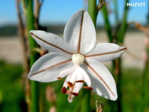 アスフォデルス フィスツロスス Asphodelus Fistulosus The Wild Flowers Of Portugal ポルトガルの野の花