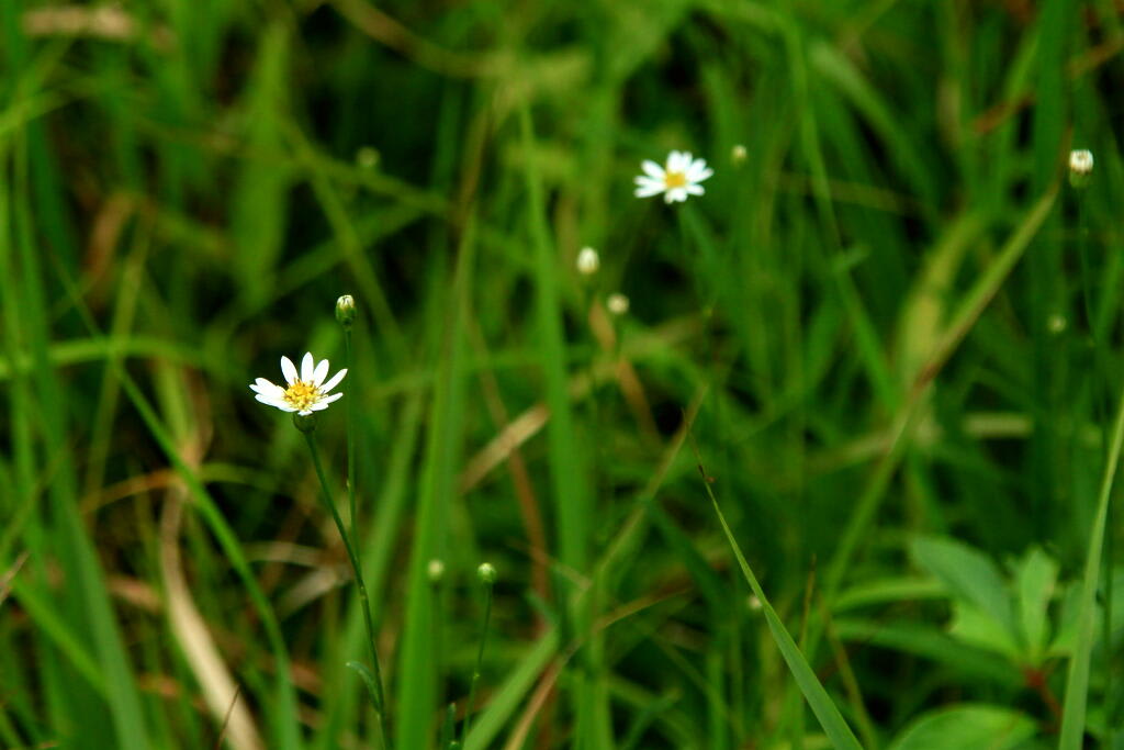 季節の花　サワシロギクとウメバチソウの画像