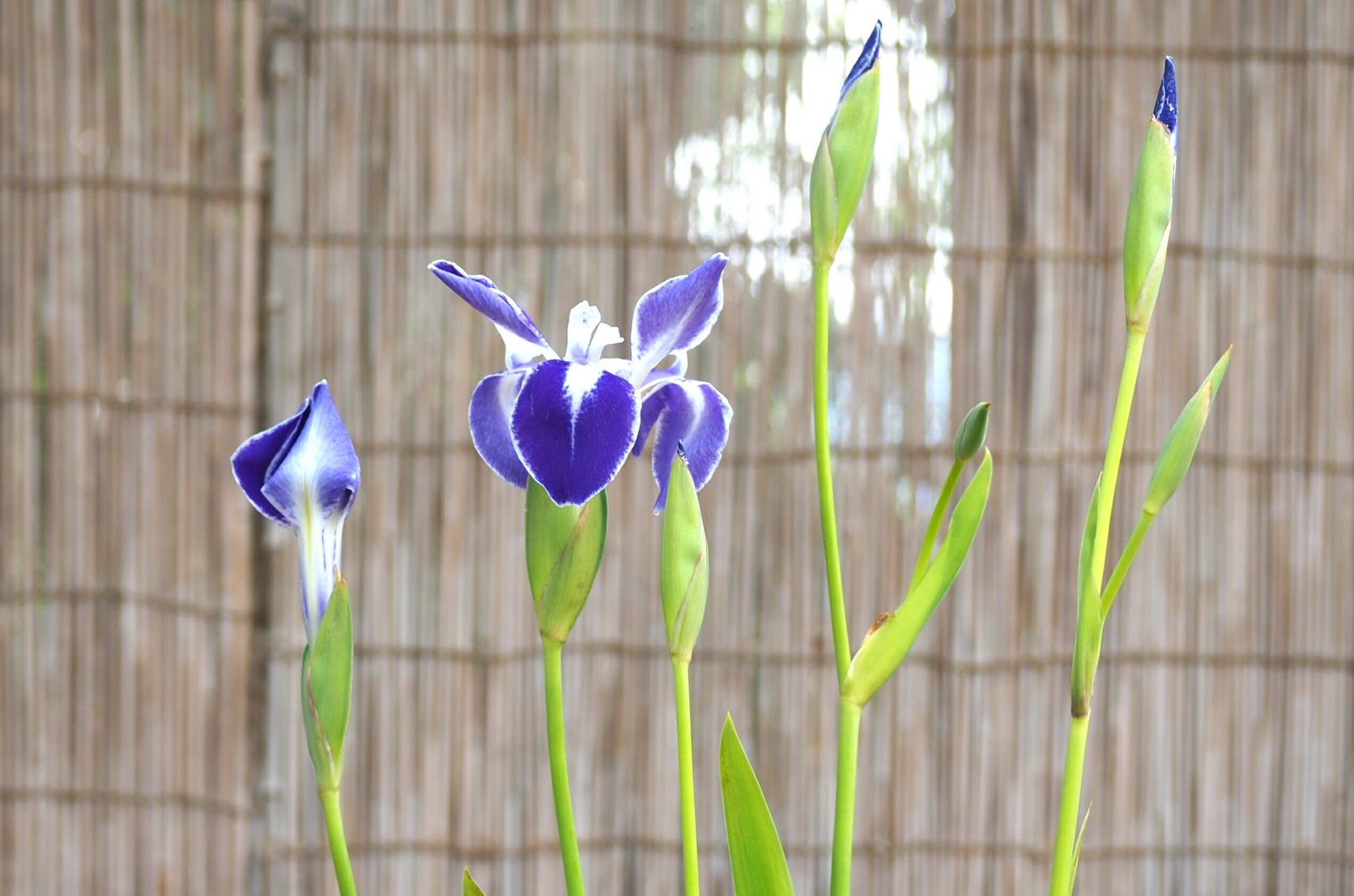 カキツバタ 舞孔雀 特大大株 苗 鉢植え - 植物/観葉植物