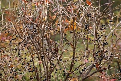 いつまでも枝に しがみついているナツハゼの液果 植物生態学者の見た 自然と山の幸