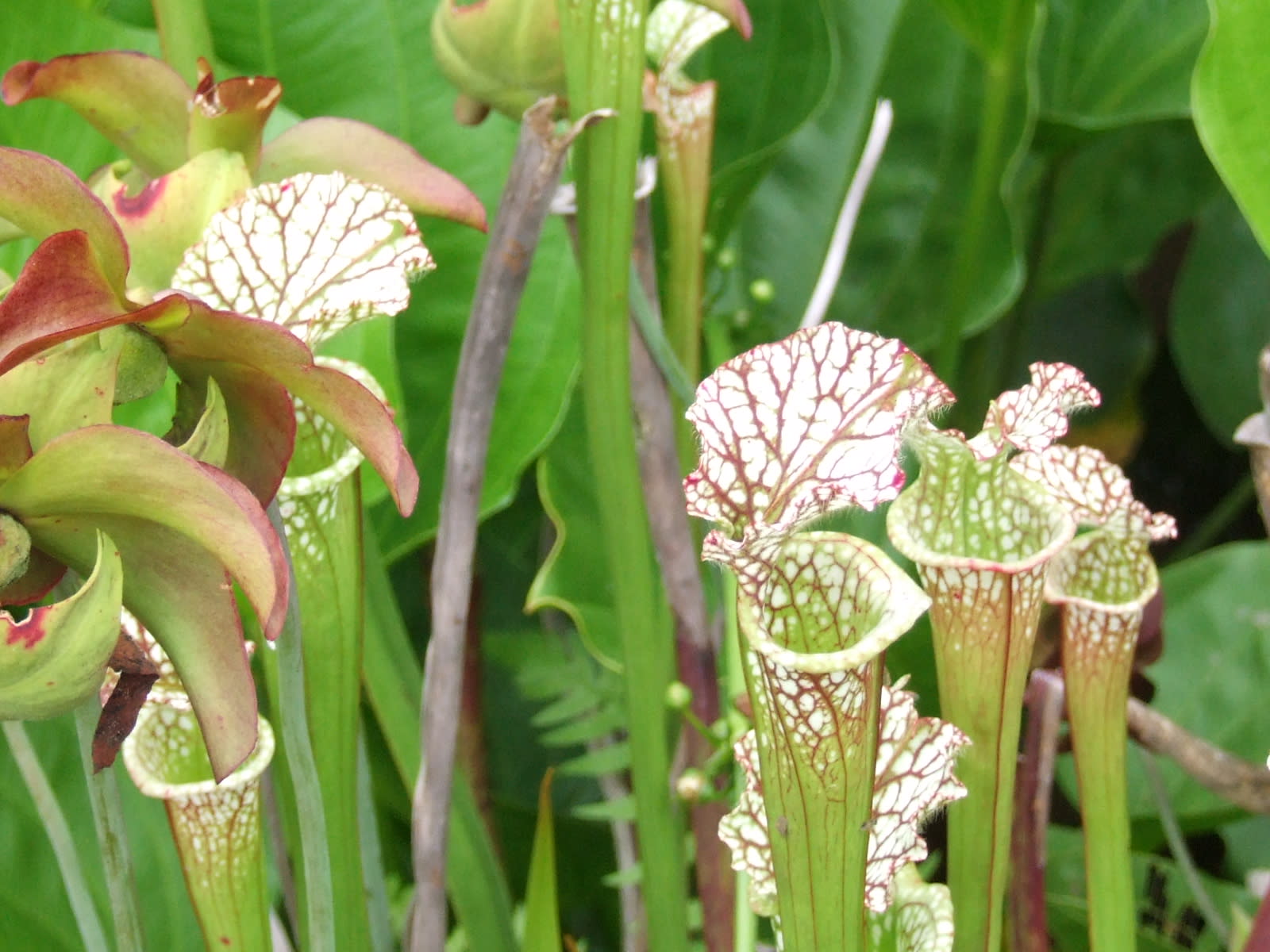 サラセニア レウコフィラ 季節の花