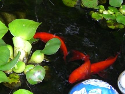 石の臼 うす に浮かぶ布袋葵 ホテイアオイ の間を泳ぐ 金魚さん 杜のお遊びライフ
