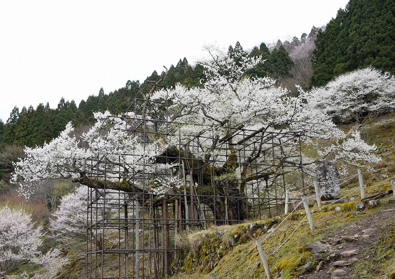 樽見の大桜が満開 養父市大屋町 19 04 11 なごみの花屋さん