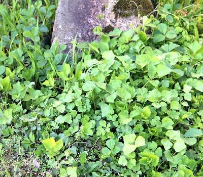 庭の自然恵み みつば 収穫 Tarpin翁のスローライフ