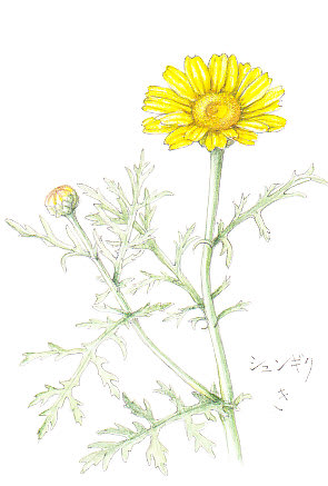 シュンギクの花 イラスト 花を描いたポストカード