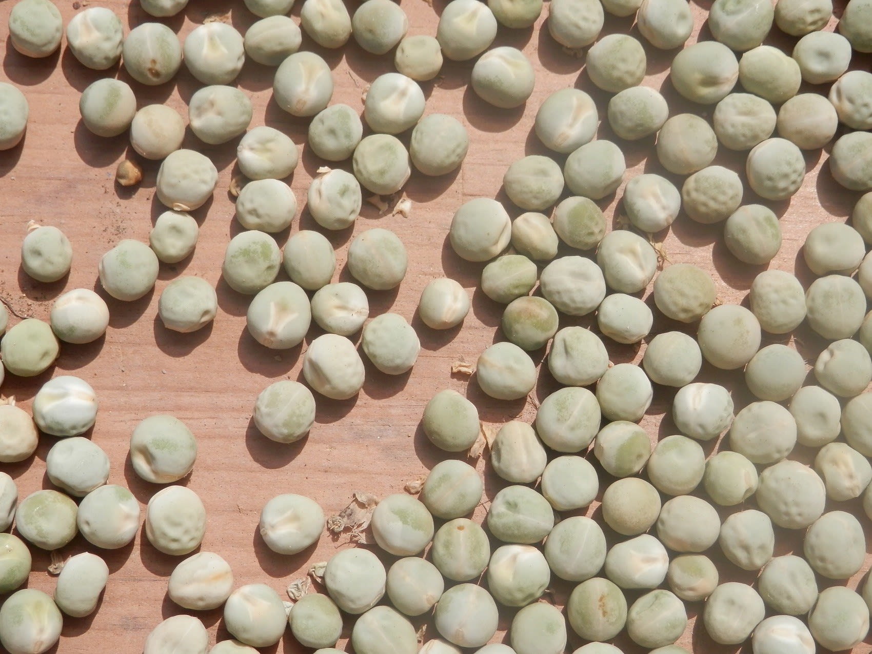 エンドウ豆の種 - グリーン・ナカナカ