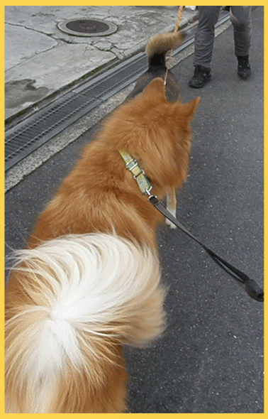 10年3月のブログ記事一覧 2ページ目 雑種犬 風 ふう のひとりごと 10年3月のブログ記事一覧 2ページ目 雑種犬 風 ふう のひとりごと