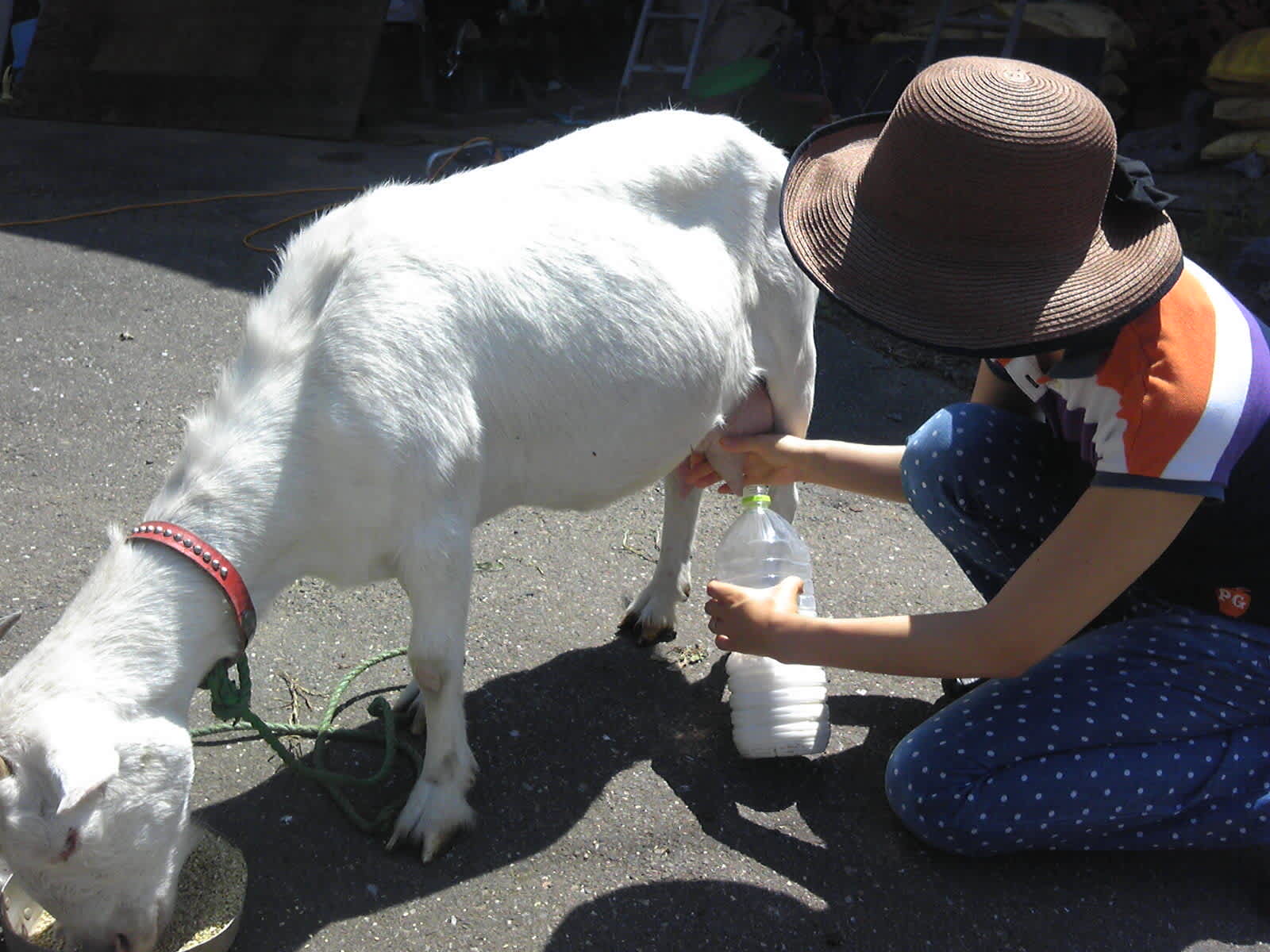 山羊乳搾り体験 日本最古の道祖神がある福寿草の里信州沢底 60数年前のセピア色した田舎暮らし 週末田舎暮らしを体験してみませんか 山羊乳搾り体験 日本最古の道祖神がある福寿草の里信州沢底 60数年前のセピア色した田舎暮らし 週末田舎暮らしを体験してみませんか