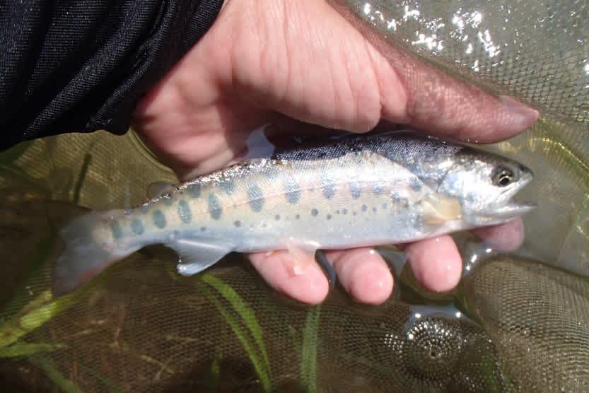 宅配 エビスグラスロッド 鮎 イワナ ヤマメ 川釣り ロッド Jasforlife Org 宅配 エビスグラスロッド 鮎 イワナ ヤマメ 川釣り ロッド Jasforlife Org